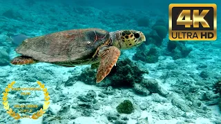 Giant Sea Turtle Underwater 4K UHD Screensaver 2 HOURS