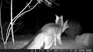 Gray Fox Attempted Mating