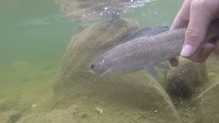 Fly fishing for brook trout and grayling in the uinta mountains