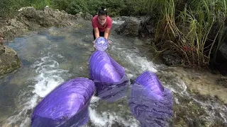 Awakening the purple pearl clam on the mountain for a hundred years, it has brought me great wealth