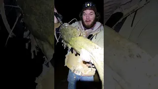 flathead catfish fish #fishing