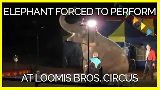 This Elephant Was Forced to Perform in Mud at Loomis Bros. Circus