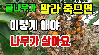 귤나무가 말라 죽으면 이렇게 해야 나무가 살아요 수지병원인과 치료방법