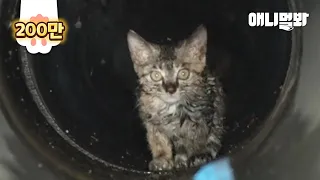 Baby Kitten Had To Fill Her Tummy With Rotten Water And Stones