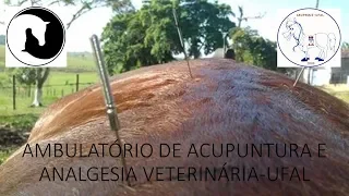 Diagnóstico por acupuntura em cavalos: enfermidades coxo-femurais