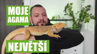 NEJVĚTŠÍ AGAMA / 0,5KG v půl roce/ 1 000 odběratelů/Jak velké jsou vaše agamy?/Bearded dragon/pogona