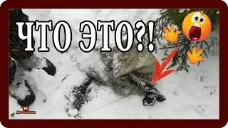 Охота на зайца. Что это?! Находка Эвы. Выпуск 13. Сезон 2018-2019г.