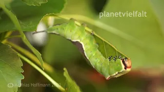 Raupe Großer Gabelschwanz Dicranura vinula