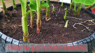 How to germinate banana simple at home