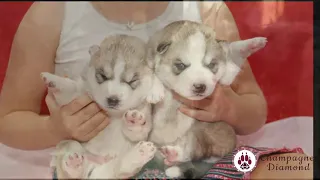 Как растут щенки хаски / How Husky puppies grow