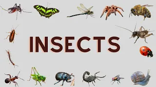 Insects Name | Insects for kids | Insects Name in English | List of Insects | Insects #spider #wasp
