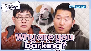 Why are you barking?😥 [Dogs Are Incredible : EP.210-1] | KBS WORLD TV 240312