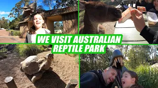 We Visit The Australian Reptile Park - They also have Kangaroos, Koalas and More!