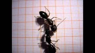 Camponotus fellah Intermorphic females