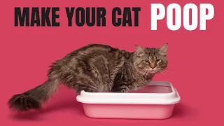 Sounds To Make Your Cat Poop In Minutes