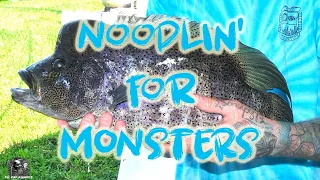 Noodlin' for Monsters: Catching dovii / Wolf Cichlids by hand in South Florida