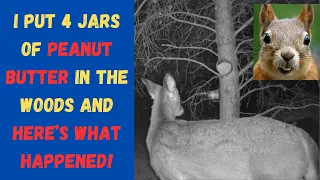 I put four jars of Peanut butter in the woods and the animals came!