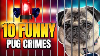 ARREST HIM! Dog Criminal! 🤣 Funny Pug Compilation | Pug Dog Fugitive