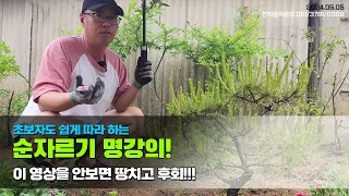 초보자도 쉽게 따라하는 순자르기 명강의! 이 영상을 안보면 땅치고 후회..Trim the pine branches beautifully