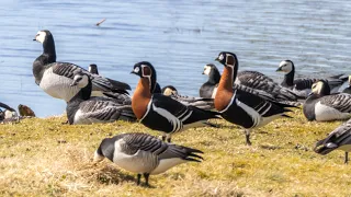 Rödhalsad gås / Red-breasted goose | Leonardsberg | 4k