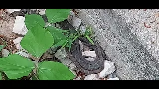A SNAKE 🐍 😳 snakes mating OH NO STOP
