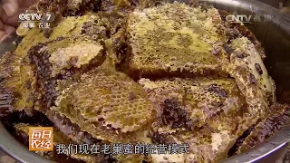 在高高的树桩里采蜜