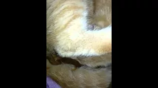 Arabic Cat giving birth to 6 kittens Part 2