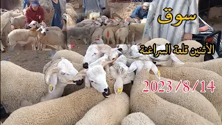 الله على سوق الأثنين قلعة السراغنة بتاريخ 2023/8/14 مع اتمنة خروف وخرفة ونعجة شريت 20 خروف مليح