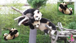 Panda Teamwork 🐼 - Aww Cute Panda - Funniest Animals Compilation_Part 2 💗