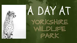 A day at Yorkshire Wildlife Park
