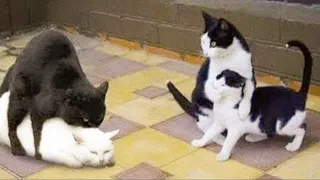 😺 Collection of funny videos with cats and dogs to cheer you up!😍