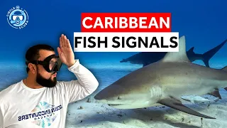 15+ Caribbean Fish ID Hand Signals for Beginners