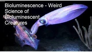 Bioluminescence - The Weird Science of Bioluminescent Creatures