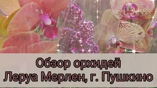 Обзор орхидей в Леруа Мерлен, г. Пушкино, МО#обзор#цветы#original#plants#орхидеи