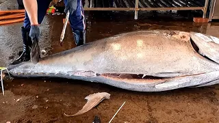 401kg Bluefin Tuna Perfect and Smoothie Cutting Skill