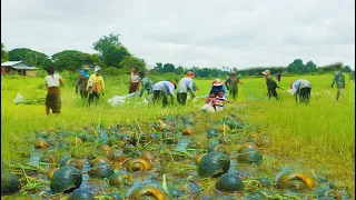 OMG! Amazing ! A lot of people cut rice for cow & find to catch snail, crabs in a little water