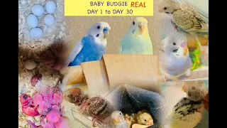 Baby budgies growth stage real day to day| Day 1 to Day 30 | Cute budgie