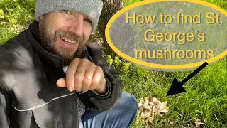 How to find St. George’s mushrooms, mushroom foraging tips, how to spot grassland mushrooms