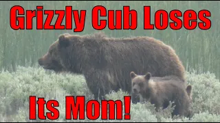 Little Grizzly Bear Cub Loses His Mom In Yellowstone! Full Video!