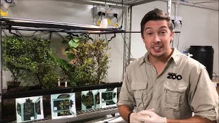 Keeper Chat - Ectotherm keeper Nick tells us more about the Archey's frog!