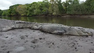 Far North Queensland Crocodiles, Port Douglas