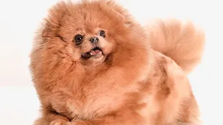 Pomeranian Bark Choir A Symphony of Woofs