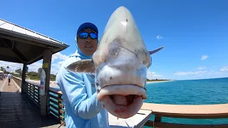 Light Tackle Fishing for JUNO GIANTS! (EPIC PIER FISHING)