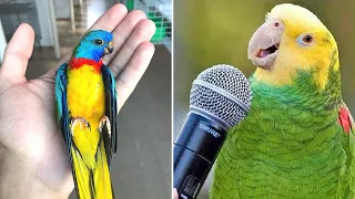 Baby Animals 🔴 Funny Parrots and Cute Birds Compilation (2020) Loros Adorables Recopilación #8