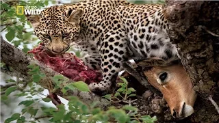 Wild Africa The Revenge of the Leopard [National Geographic Documentary HD 2017]