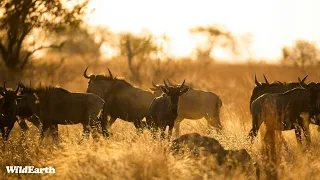 SafariLIVE Sunset Safari - 18 April 2024