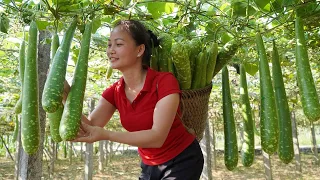 Harvesting Gourd Garden Goes to the market sell - Build pigsty, take care of the farm | Hoàng Hương