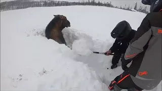Snowmobilers free moose stuck in snow
