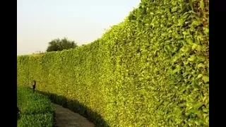 How To Create A Natural Privacy Wall FAST.