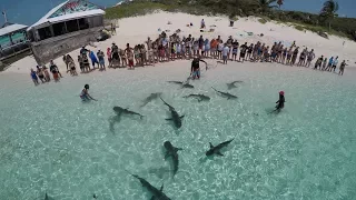 The Famous Shark Show Of The Bahamas